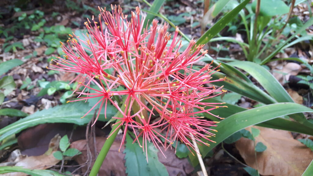 Coroa imperial Scadoxus multiflorus Laboratório de Sistemática de