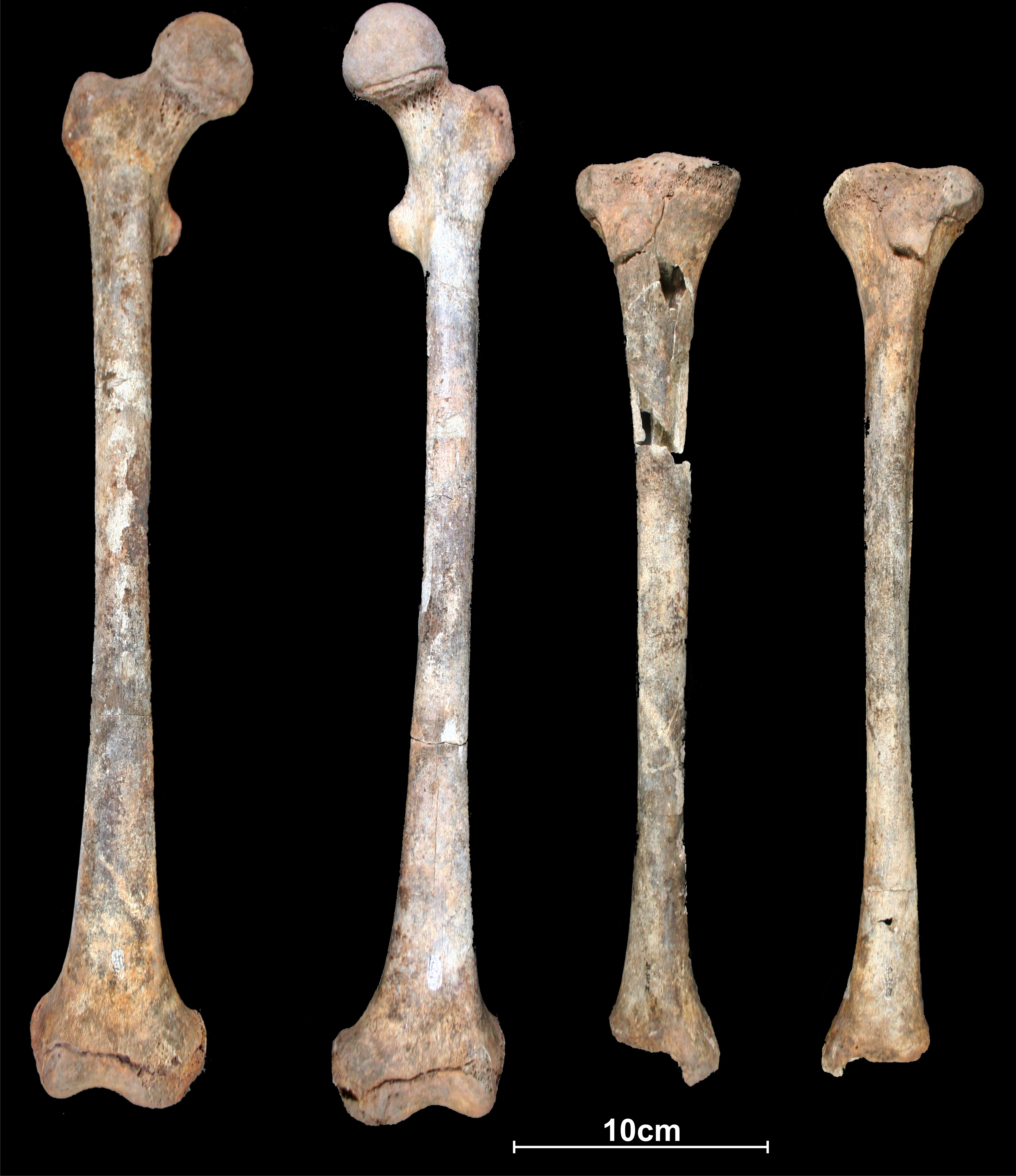 File:Lapa do Santo - Sepultamento 27 - Maxilar e mandibula.jpg