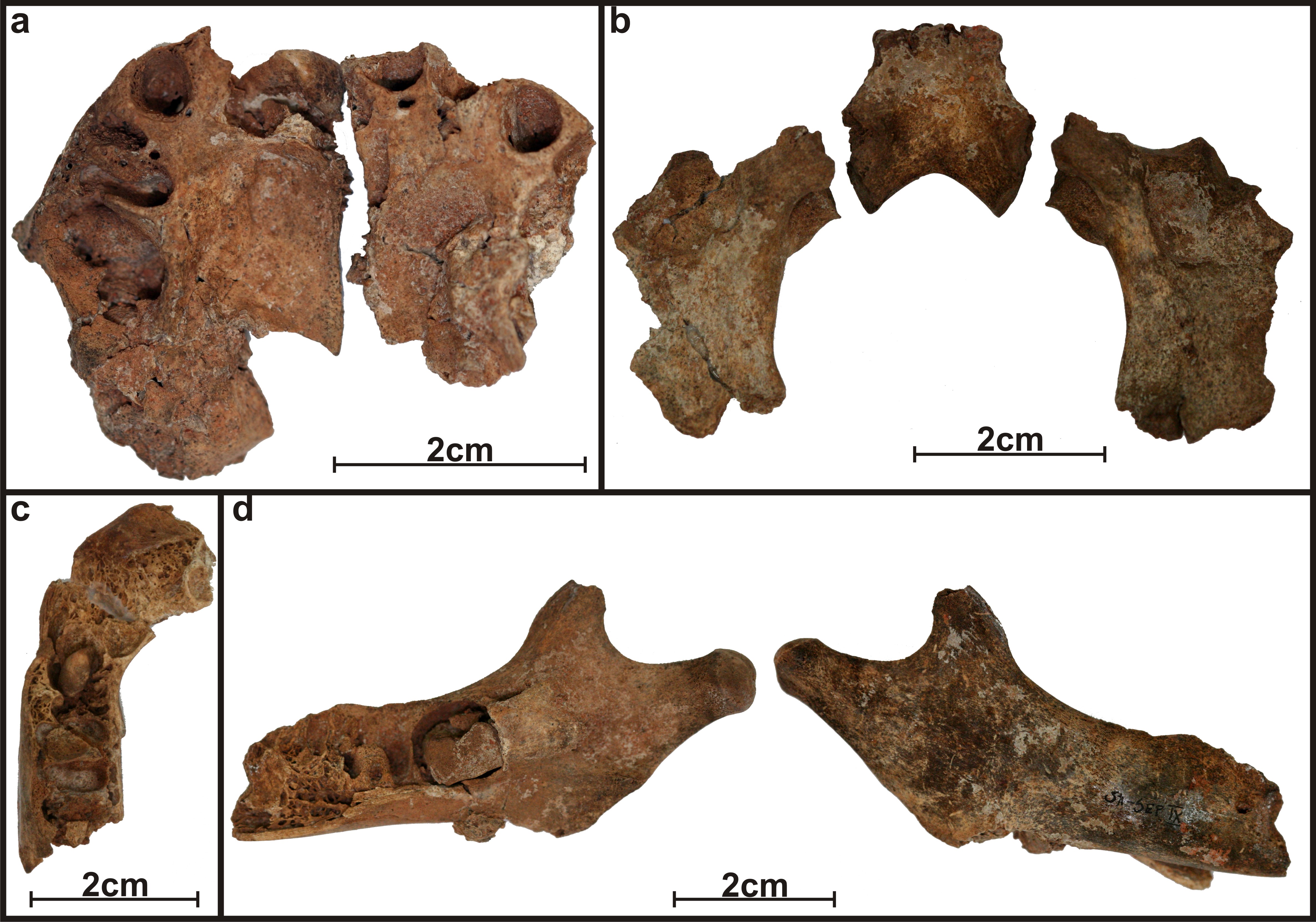 File:Lapa do Santo - Sepultamento 27 - Maxilar e mandibula.jpg