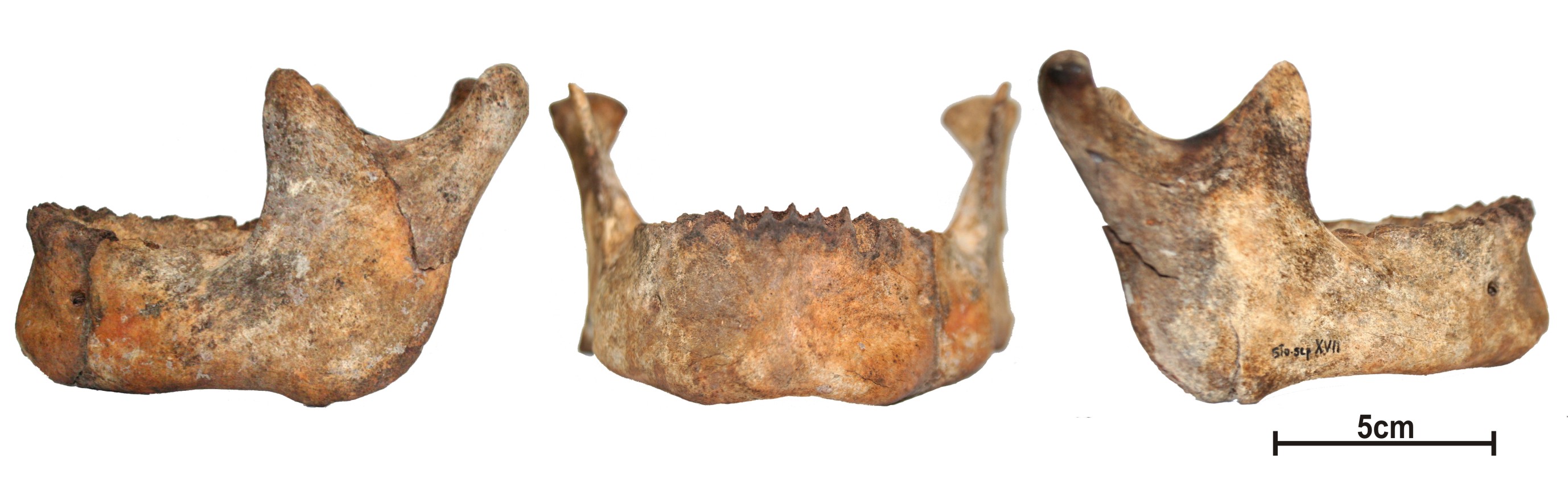 File:Lapa do Santo - Sepultamento 27 - Maxilar e mandibula.jpg