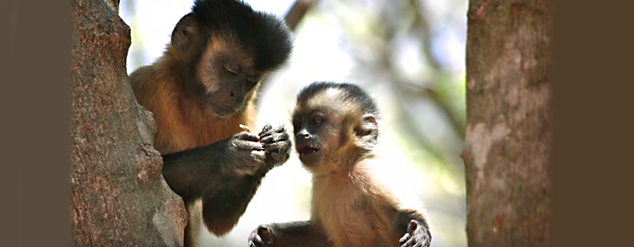 Comportamento de macaco-prego reflete ambiente em que vive, não seus genes  – AUN – Agência Universitária de Notícias