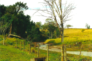 Nascente na Fazenda Santa Teresinha, Década de 1990  (Acervo CDCC - USP)