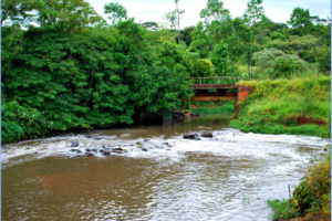 Rio Jacaré-Guaçu, Após Junção com  o Rio do Monjolinho (Acervo CDCC - USP)