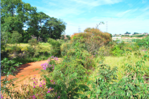 Próximo ao Cemitério Jardim da Paz (Acervo CDCC-USP)