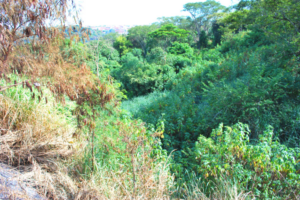 Nascente Água Quente (Acervo CDCC-USP)