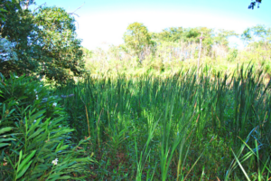 Nascente na Fazenda Santa Teresinha em 2017  (Acervo CDCC - USP)