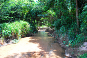 Final do curso do Córrego do Mineirinho. Antes da canalização (Acervo CDCC-USP)