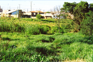 Nascente do afluente do Mineirinho, córrego Santa Fé (Acervo CDCC-USP)