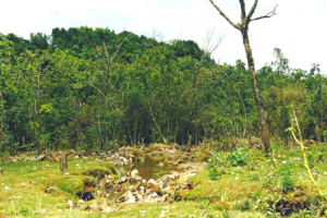 Nascente do afluente do Mineirinho, córrego Santa Fé (Acervo CDCC-USP)