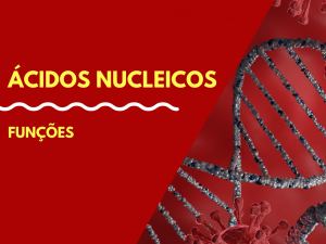 Leia mais sobre o artigo Funções dos ácidos nucleicos