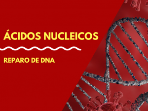 Leia mais sobre o artigo Reparo de DNA
