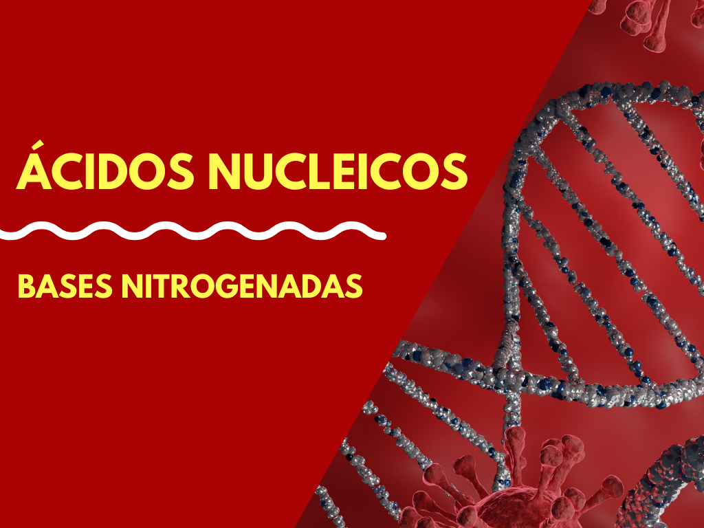 bases nitrogenadas