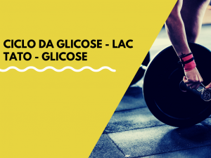 Leia mais sobre o artigo C. glicose-lactato-glicose