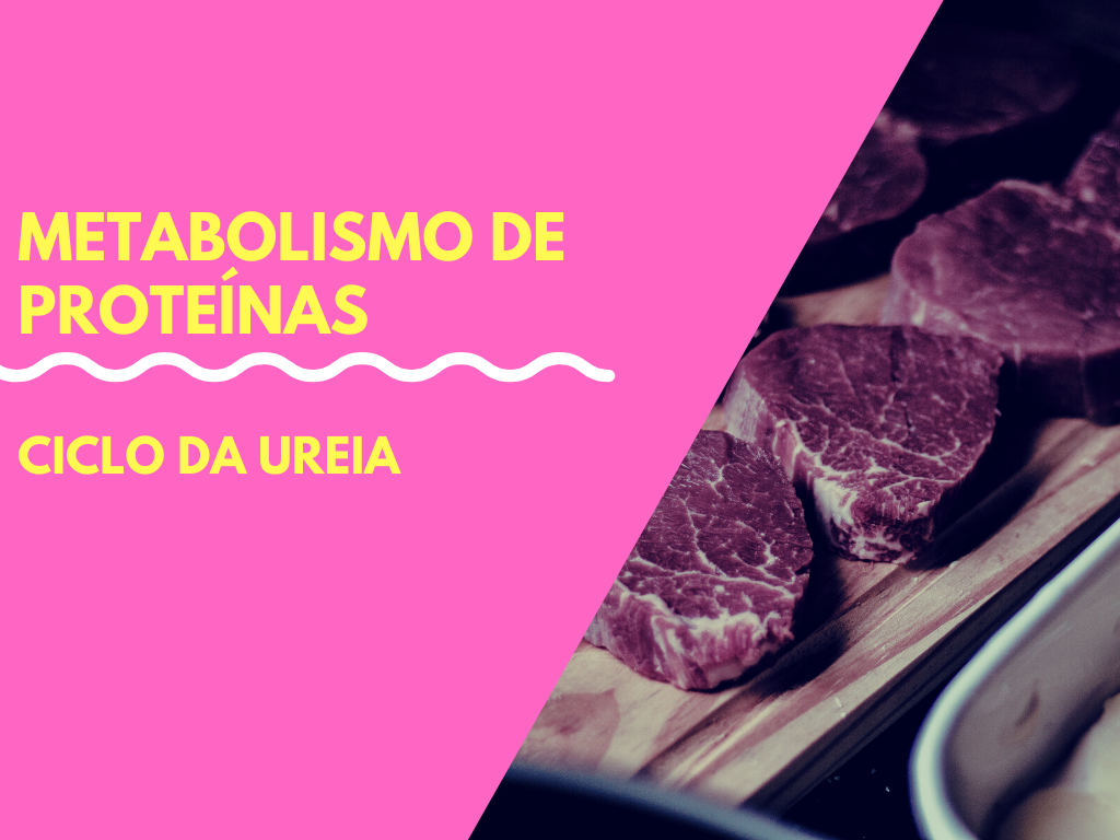 No momento, você está visualizando Metabolismo de proteínas – Ciclo da ureia