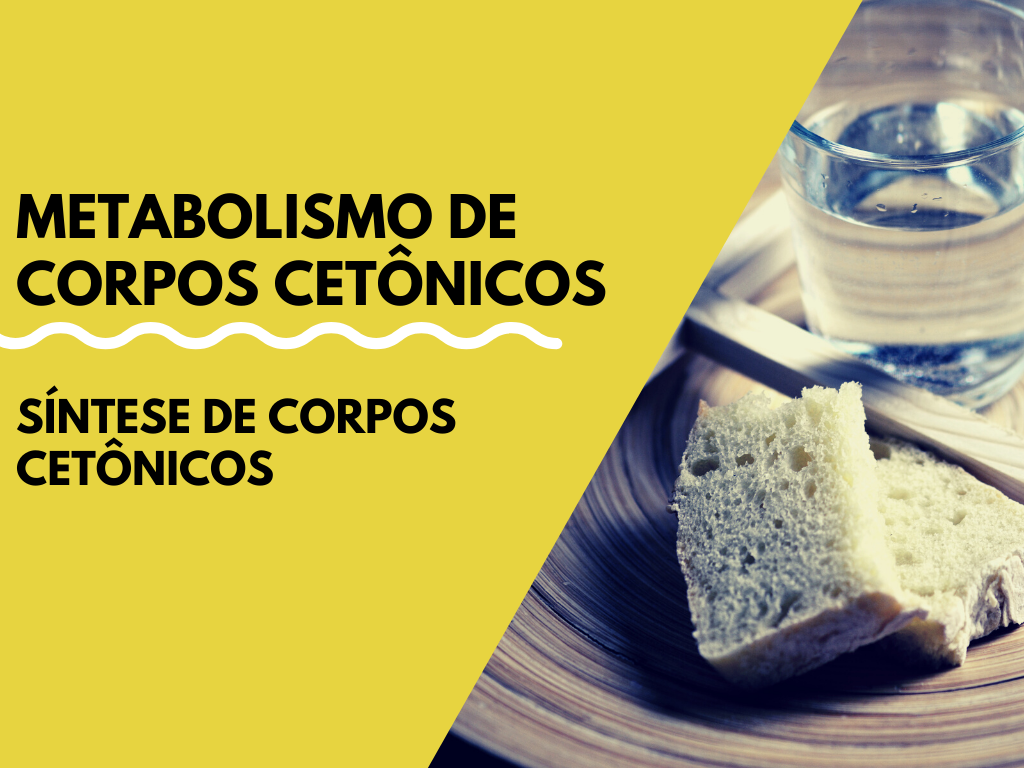 No momento, você está visualizando Metabolismo de corpos cetônicos – Síntese