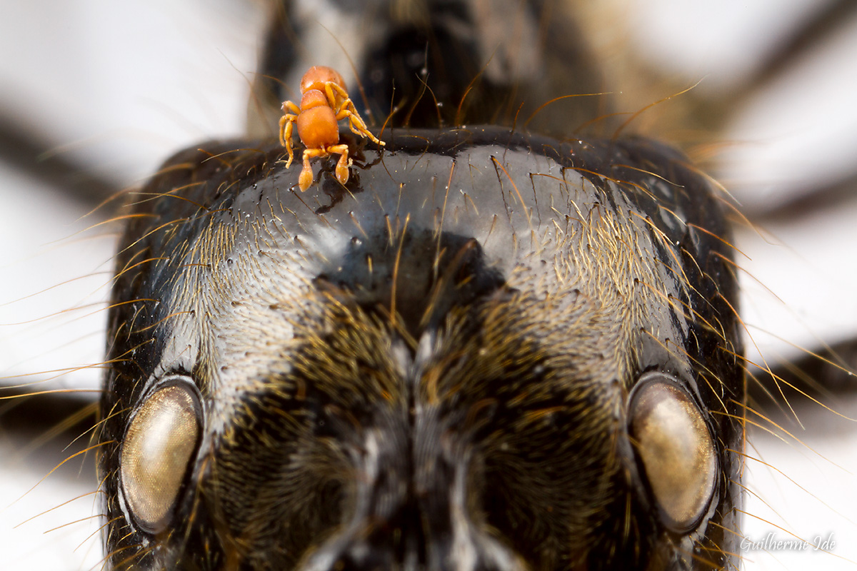 Formigas dos generos Dinoponera_ a maior_ e Discothyrea_ a menor, foto Guilherme Ide (1)