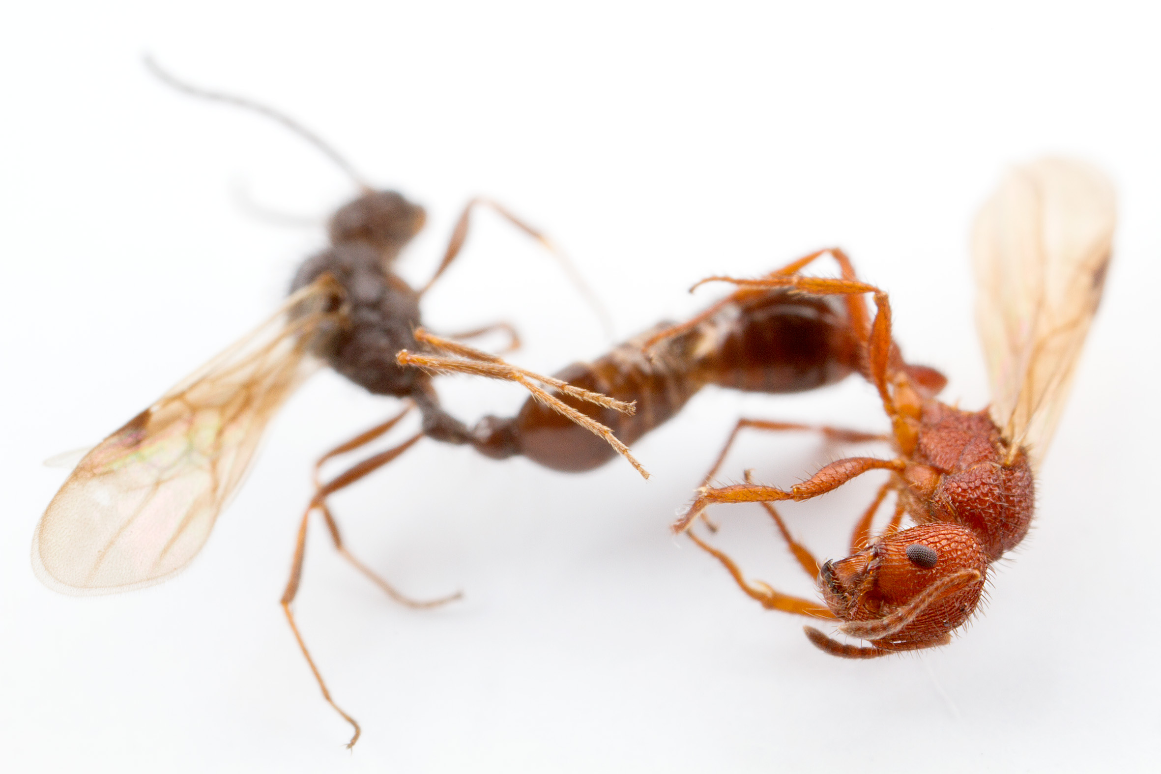 Macho e rainha de formigas do genero Pogonomyrmex, foto Guilherme Ide