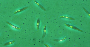Read more about the article Cientistas descobrem como age o vírus que agrava a leishmaniose