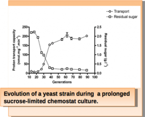 yeasts