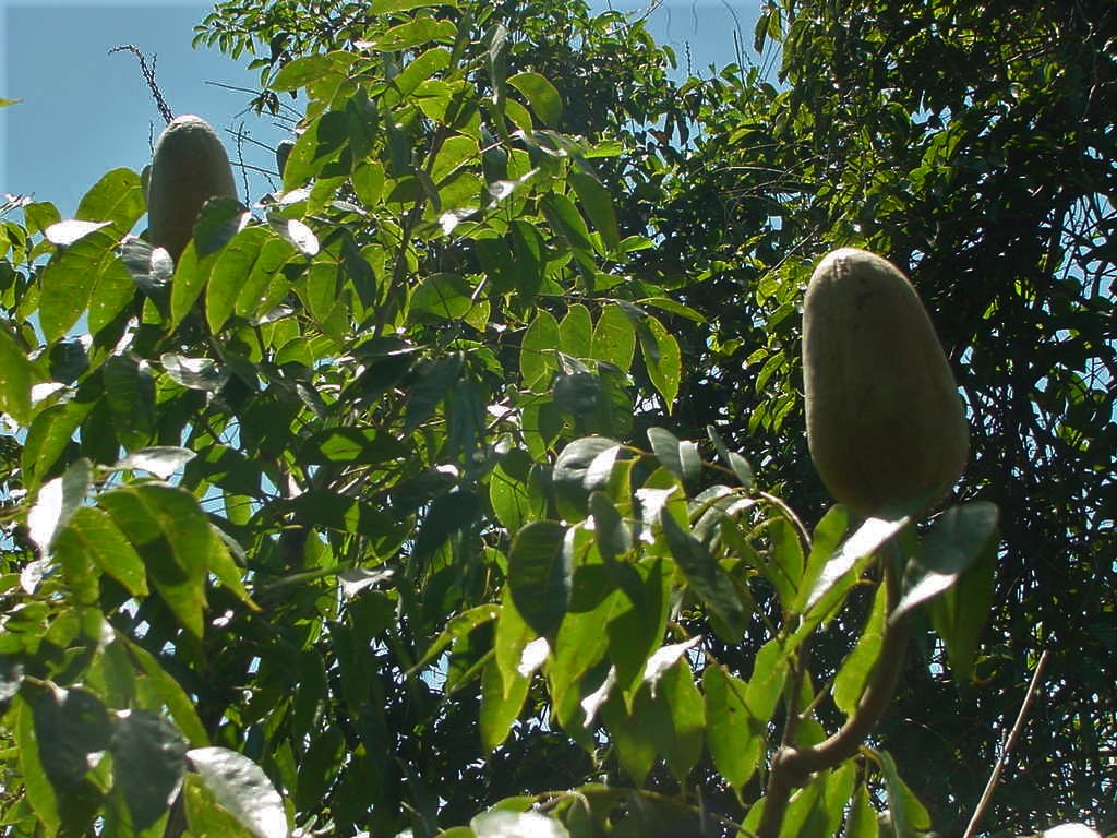 Frutos na copa da árvore de mogno. T.I. Panará - MT