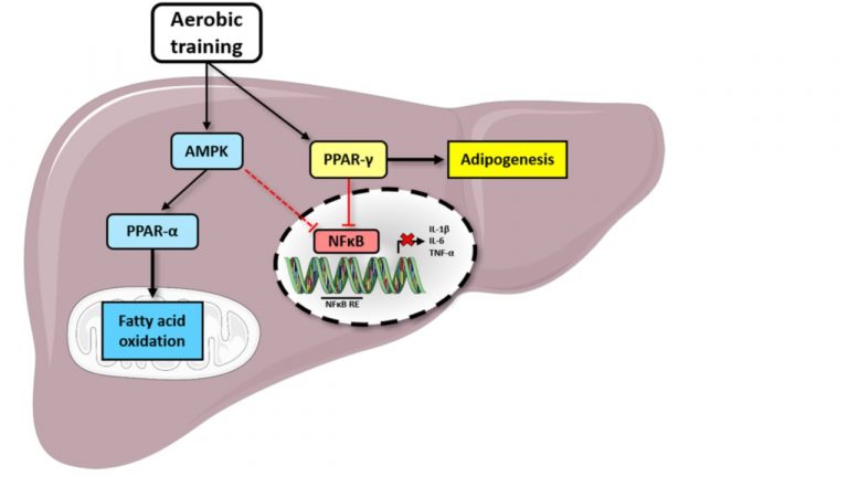 Leia mais sobre o artigo Aerobic training improves NAFLD markers and insulin resistance through AMPK-PPAR-α signaling in obese mice