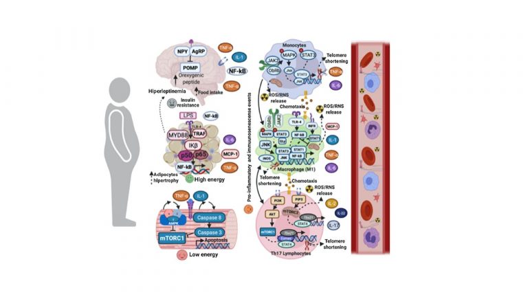 Leia mais sobre o artigo Immunometabolic responses according to physical fitness status and lifelong exercise during aging: New roads for exercise immunology