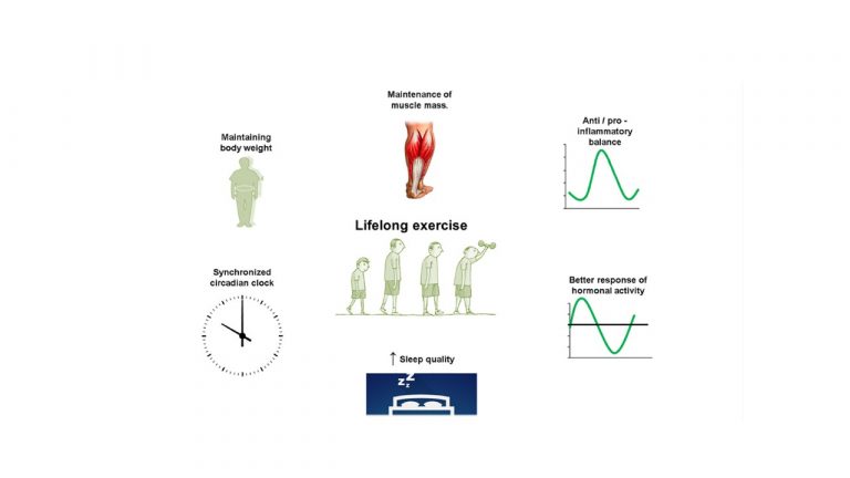 Leia mais sobre o artigo Aging with rhythmicity. Is it possible? Physical exercise as a pacemaker