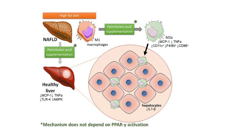Leia mais sobre o artigo Palmitoleic acid reduces high fat diet-induced liver inflammation by promoting PPAR-γ-independent M2a polarization of myeloid cells