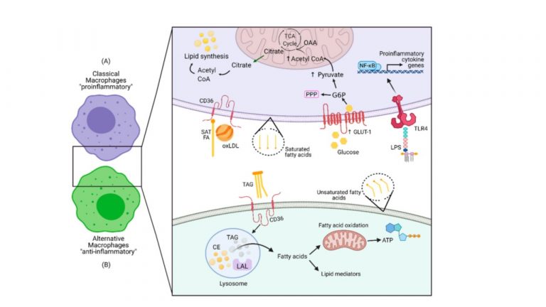 Leia mais sobre o artigo The Immunometabolic Roles of Various Fatty Acids in Macrophages and Lymphocytes