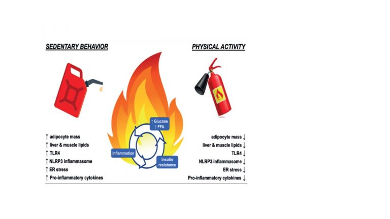 Leia mais sobre o artigo Immunometabolism-fit: How exercise and training can modify T cell and macrophage metabolism in health and disease