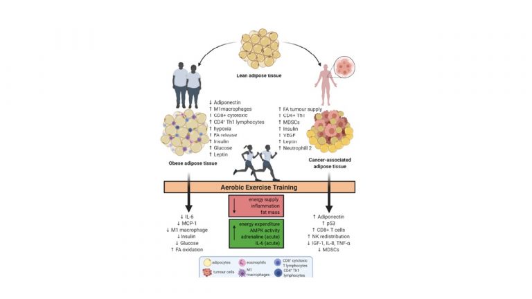 Leia mais sobre o artigo Endurance Exercise Mitigates Immunometabolic Adipose Tissue Disturbances in Cancer and Obesity