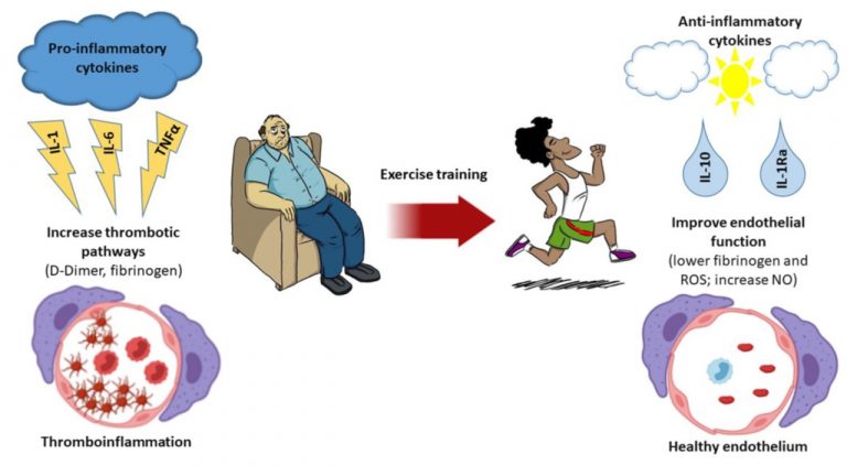 Leia mais sobre o artigo Thromboinflammation and COVID-19: The Role of Exercise in the Prevention and Treatment