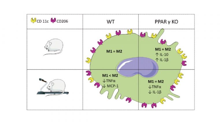 Leia mais sobre o artigo Macrophage immunophenotype but not anti-inflammatory profile is modulated by peroxisome proliferator-activated receptor gamma (PPARγ) in exercised obese mice
