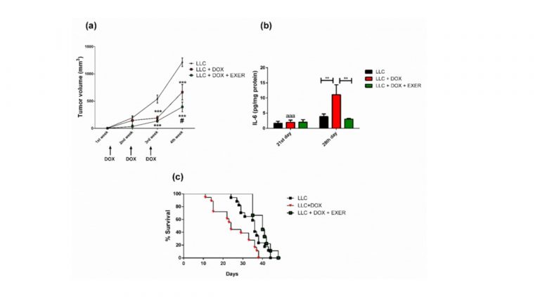Leia mais sobre o artigo Exercise Reduces the Resumption of Tumor Growth and Proteolytic Pathways in the Skeletal Muscle of Mice Following Chemotherapy