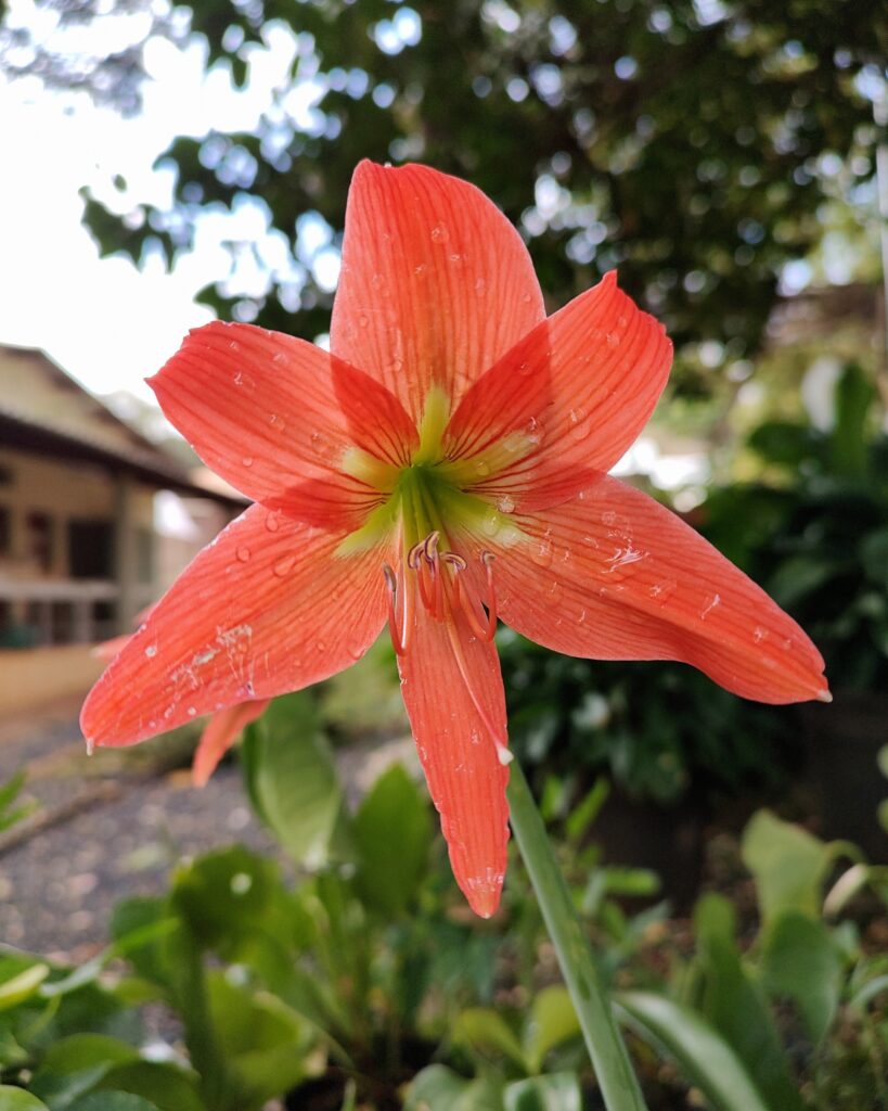 Amarílis – Hippeastrum puniceum – Laboratório de Sistemática de Plantas