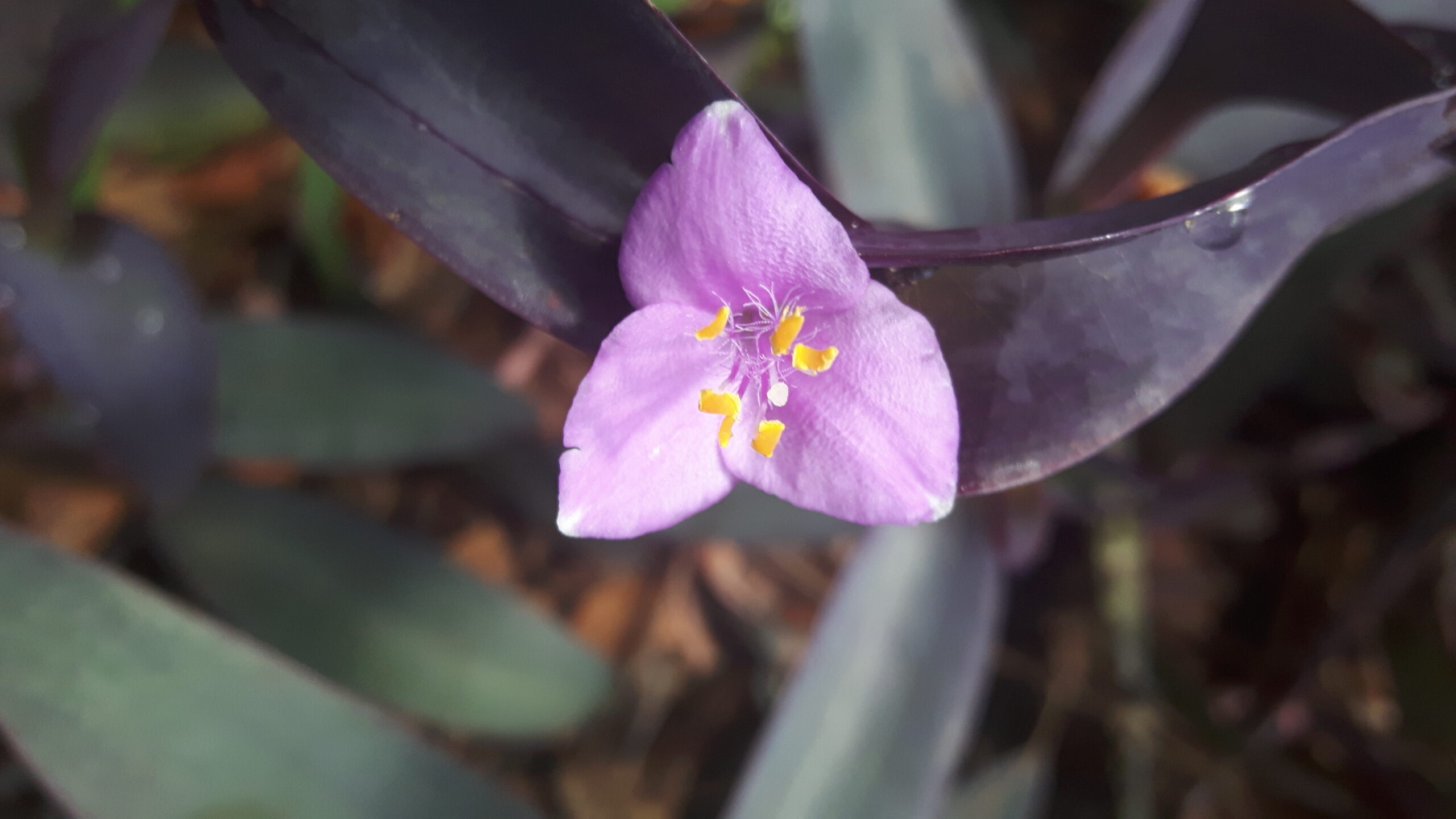 Trapoeraba roxa Tradescantia pallida Laboratório de Sistemática de Plantas