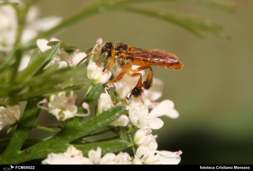 T angustula