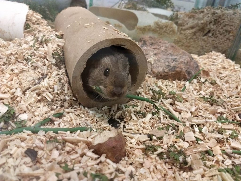 Os ritmos comportamentais do tuco-tuco são estudados em ambientes de laboratório “enriquecidos”.