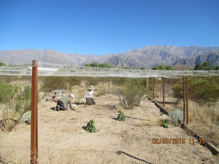 Arena semi-natural cercada 1.5m acima e 1m abaixo do solo, onde o tuco-tuco cava seu próprio túnel. Centro CRILAR, La Rioja, Argentina. 