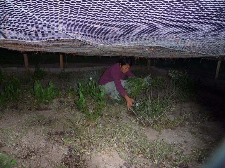 colocando armadilha a noite