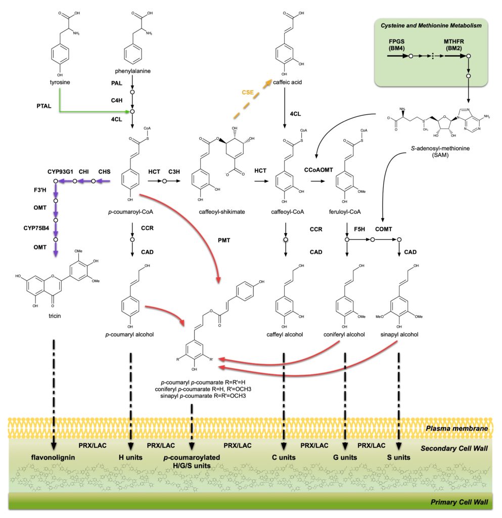 Research LigninLab