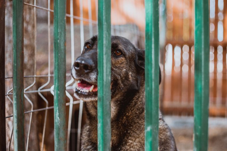 Leia mais sobre o artigo Projeto – Promoção de bem-estar em Abrigos Municipais a cães e humanos e seus efeitos em termos de sucesso de adoção