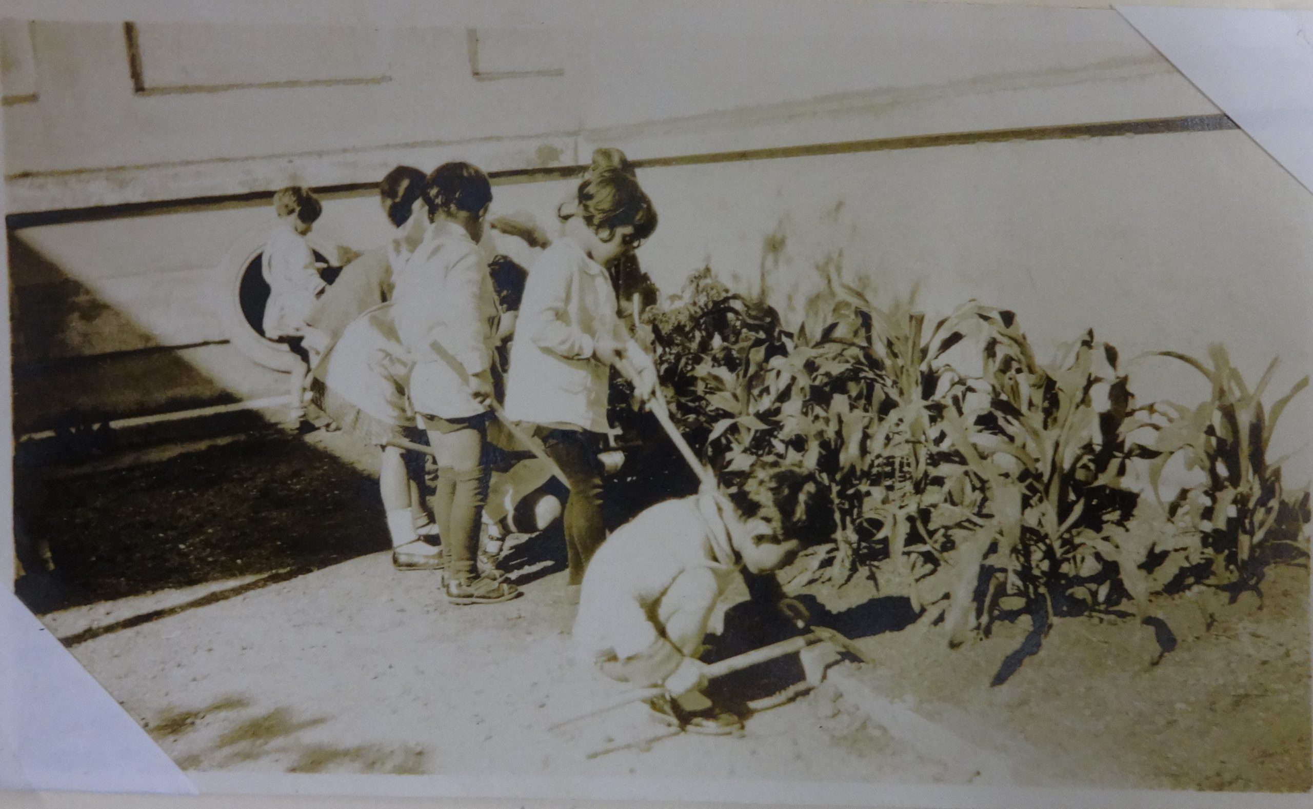 Crianças regando pés de milho, 1929