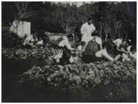 Horticultura, 4º grau feminino e masculino, Noêmia Cruz está em pé entre os alunos, 1936.
Fonte: INSTITUTO BUTANTAN. Núcleo de Documentação do Instituto Butantan. Acervo Grupo Escolar Rural.