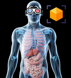 Virtual human body