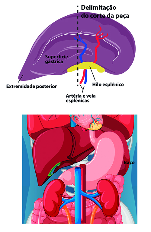 Spleen anatomy