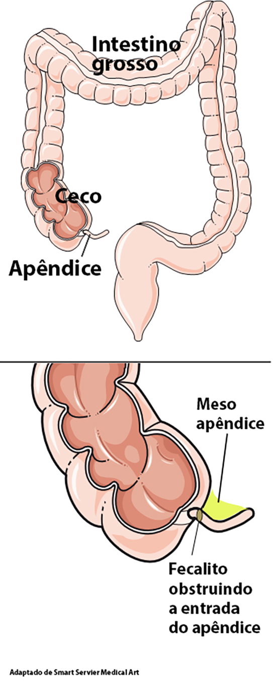 appendix