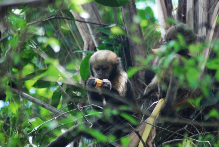 Pesquisa detalha comportamento e alimentação dos macacos-prego que vivem no  Bosque dos Macacos — Universidade Federal da Integração Latino-Americana