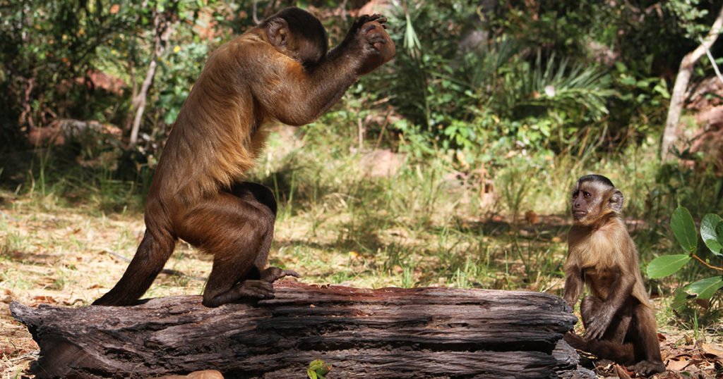 Macaco-prego participa de aula em faculdade e viraliza na web; vídeo