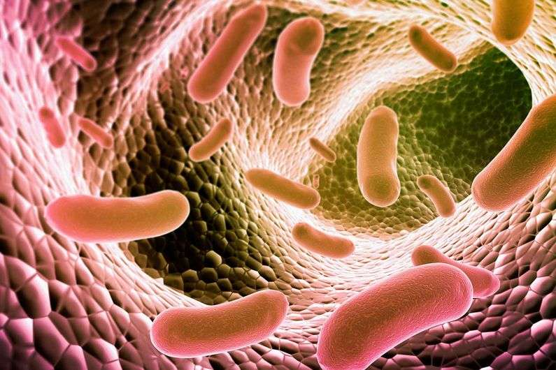 O que são coliformes fecais e quais os riscos que conferem à saúde? Sirius Biotecnologia Jr O que são coliformes fecais e quais os riscos que conferem à saúde? Sirius Biotecnologia Jr